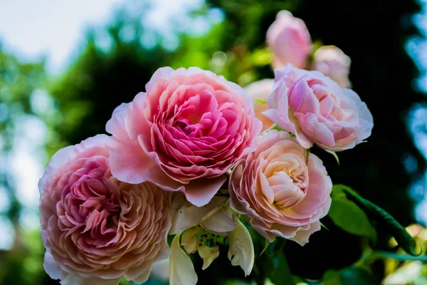 Krásné Růžové Okrasné Růže Zahradě — Stock fotografie