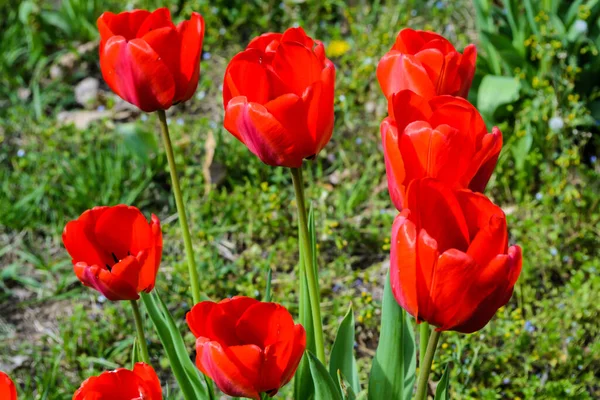 Grupo Tulipanes Rojos Parque — Foto de Stock