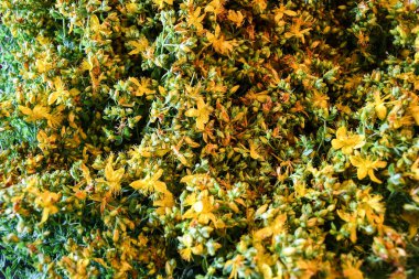 Hypericum perforatum, St John 's-wort olarak bilinir. Aziz John otunun sarı çiçekleri.