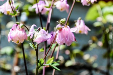 Aquilegia vulgaris pembe çiçek (columbine). Aile Ranunculaceae.
