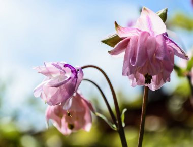 Aquilegia vulgaris pembe çiçek (columbine). Aile Ranunculaceae.