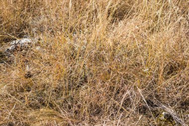 Hotnitsa Kanyonu 'ndaki kuru çimenler. Ekopateka Hotnitsa, nehrin bir şelale yaratmak için yer açtığı yığını tırmanmanıza yardımcı olan ahşap köprüler zinciri. İnanılmaz, eşsiz bir rota, küçük bir cennet. Bulgaristan.