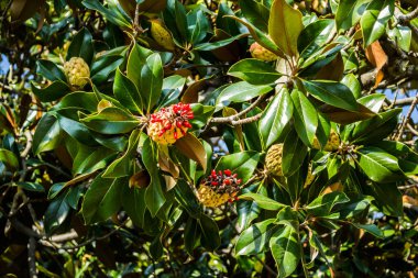 Magnolia grandiflora ağacı, genellikle güney manolya ya da boğa körfezi olarak bilinir..