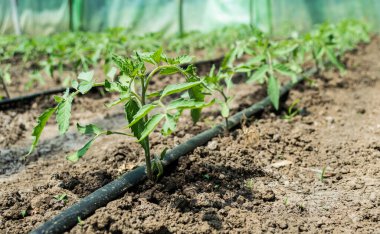 Domates ve damlalık sulama sistemi olan bir sera..