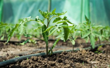 Domates ve damlalık sulama sistemi olan bir sera..
