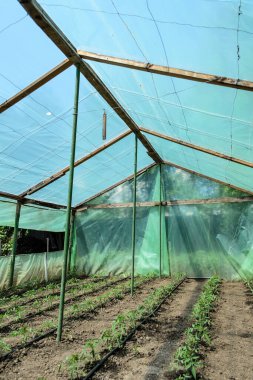 Domates ve damlalık sulama sistemi olan bir sera..