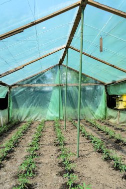 Domates ve damlalık sulama sistemi olan bir sera..
