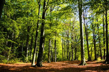 Sonbahar renklerinde orman. Sonbahar yaprakları. Romantik arkaplan.