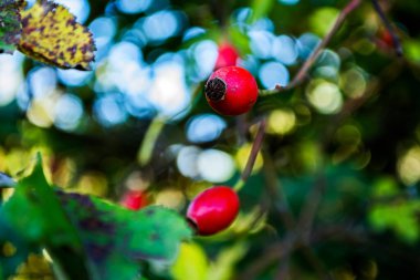 Gül ağacı ve meyveler, yaban gülü, çalılar, Alman eğreltiotu