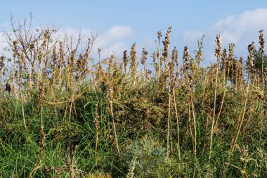 Bir sonbahar günü otlu kuru alan, arka plan.