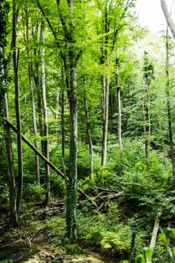 Bir ormanın sonbahar manzarası. Ulusal park Cheile Nerei-Beusnita. Romanya.