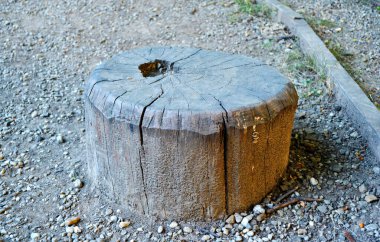 Ağaç kütüğü toprağa konmuş.