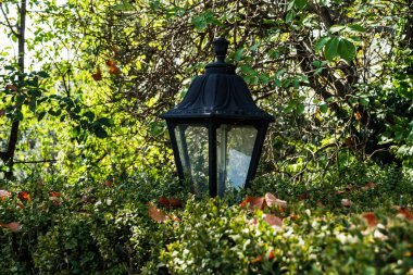 Çalı yaprakları arasında sokak lambası.