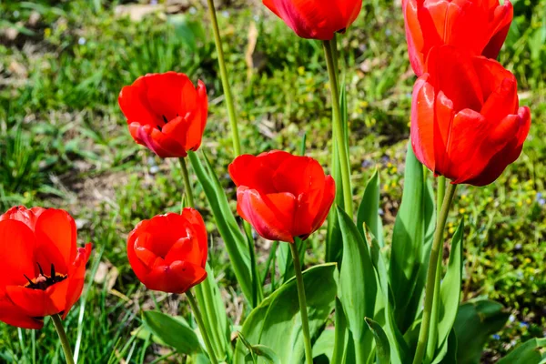 Parkta bir grup kırmızı lale..