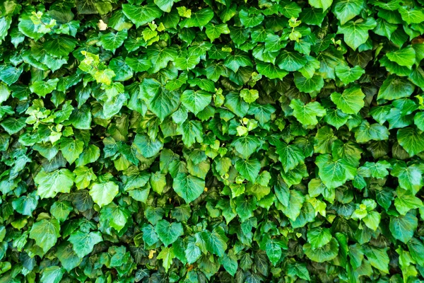Detaillierte Grüne Hintergrund Mit Kletternden Efeu — Stockfoto
