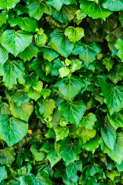 Detaillierte Grüne Hintergrund Mit Kletternden Efeu — Stockfoto