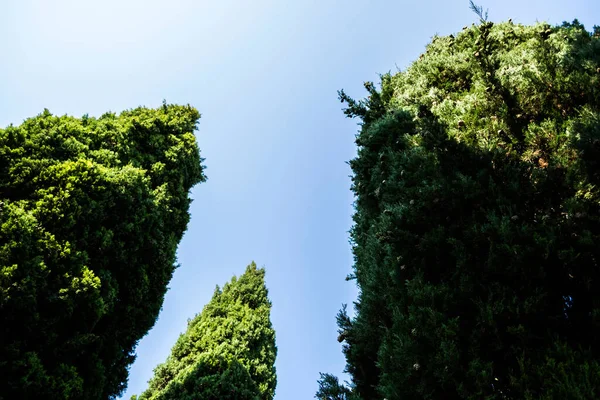 Μεγάλοι Και Τεράστια Δέντρα Thuja Δέντρα Και Τον Γαλάζιο Ουρανό — Φωτογραφία Αρχείου