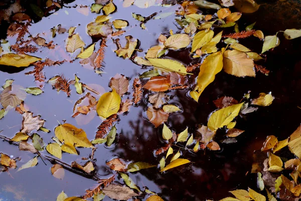 Осенние Цветные Листья Лежащие Воде — стоковое фото