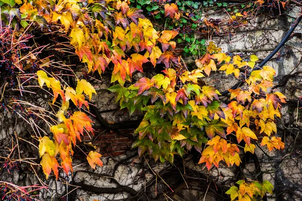 Wand Mit Efeu Herbstfarben Und Efeufrüchten Als Hintergrund — Stockfoto