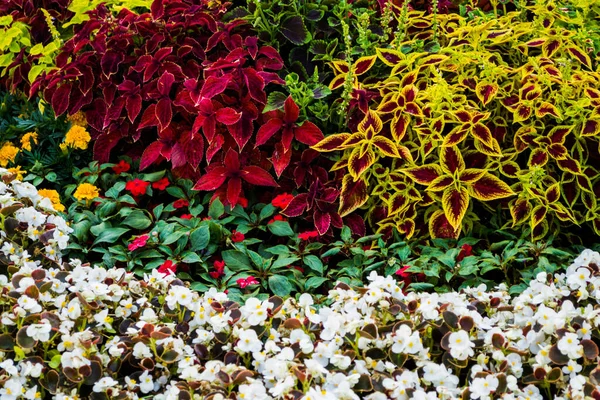 Colorata Disposizione Floreale Giardino Con Begonie Nane Mago Coleus Altre — Foto Stock