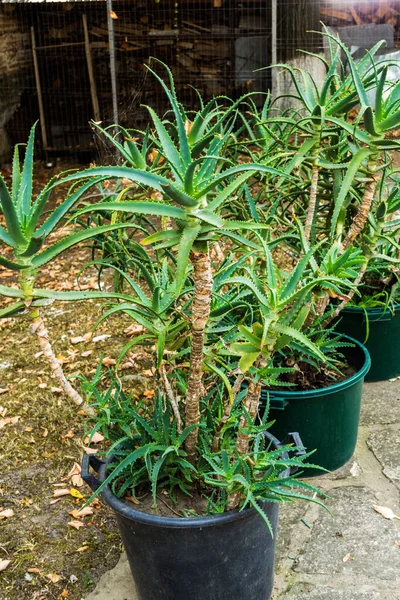 Aloe Vera Plants Growing Pots Fresh Leaves — Stock Photo, Image