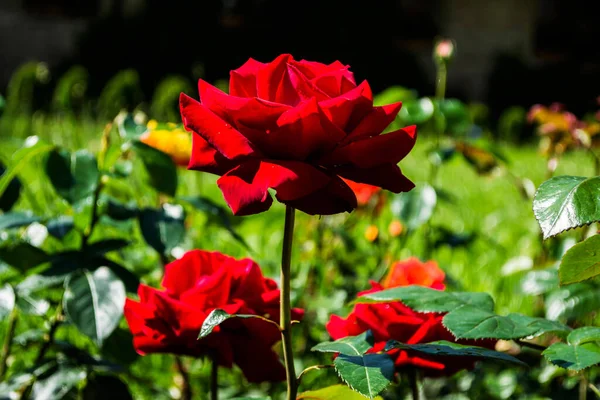 Roses Rouges Sur Buisson Dans Jardin Détail Des Roses Rouges — Photo