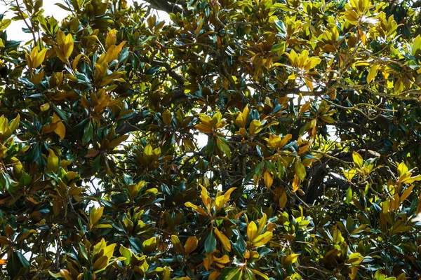 Χρυσά Φύλλα Μανόλιας Γκρανδιφλόρα Φθινοπωρινή Εποχή — Φωτογραφία Αρχείου