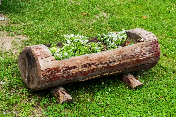 白い花がたくさん植えられている古い木の幹から作られた花の鍋 — ストック写真