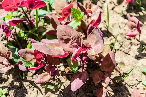 Küçük kırmızı orache, atriplex hortensis ya da Fransız ıspanağı, loboda.