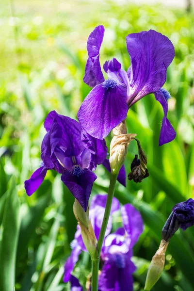 Iris Violet Fleurs Poussant Dans Jardin — Photo