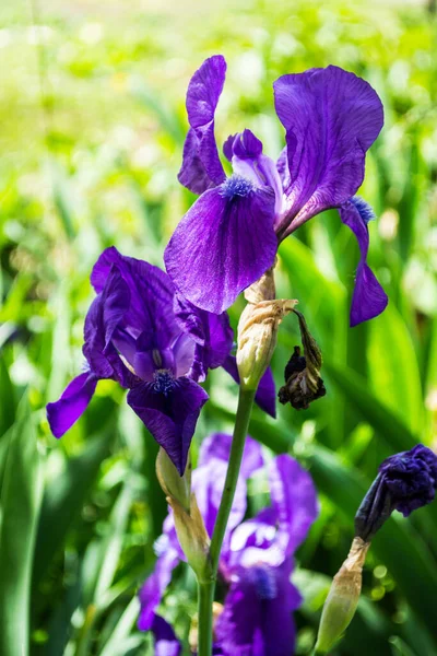 Iris Violet Fleurs Poussant Dans Jardin — Photo
