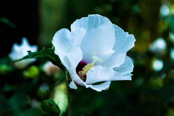 Белый Гавайский Гибискус Цветок Фиолетовым Центре — стоковое фото