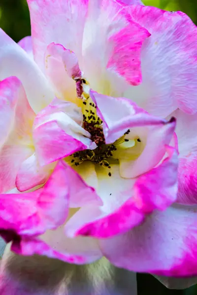 Rose Dans Les Tons Blanc Rose Pétales Ouverts Pistils — Photo