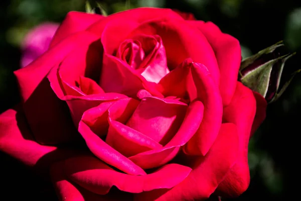 Photo Rapprochée Une Belle Rose Rose — Photo