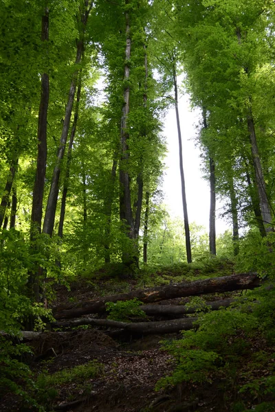 Krajobraz Drzewami Leśnymi Świetle Słonecznym — Zdjęcie stockowe