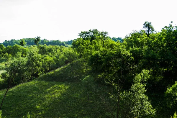 Paisagem Uma Floresta Verde Condado Prislop Bistrita Nasaud Roménia — Fotografia de Stock
