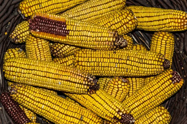Corn Cobs Basket Rural View Dry Corn Cobs — Stock Photo, Image