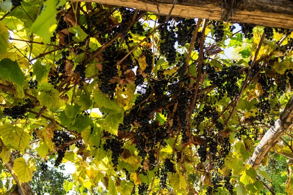 Wiele Dojrzałych Winogron Winorośli — Zdjęcie stockowe