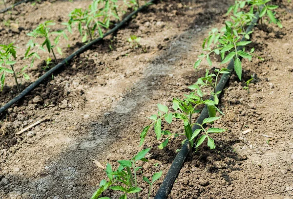 Invernadero Con Plantas Tomate Riego Por Goteo — Foto de Stock