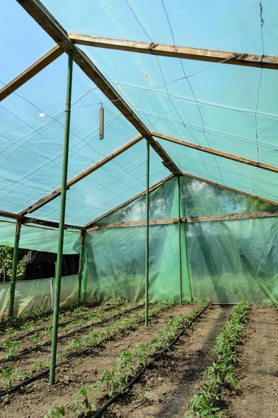 Invernadero Con Plantas Tomate Riego Por Goteo —  Fotos de Stock