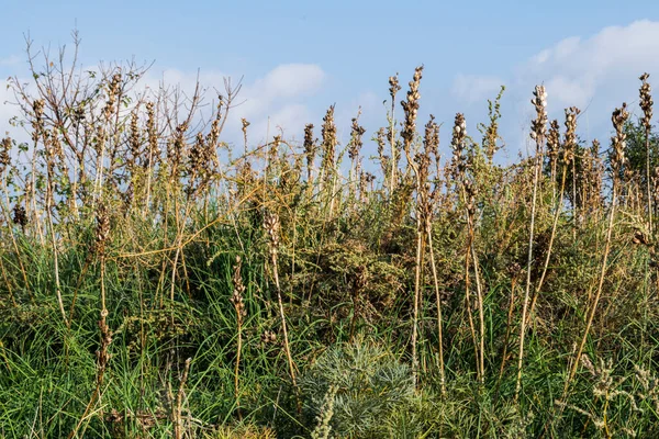 Bir sonbahar günü otlu kuru alan, arka plan.