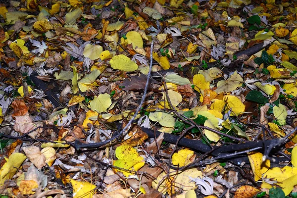 Laubteppich Einem Herbsttag — Stockfoto