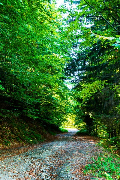 가을의 숲이다 무플론은 다음을 가리킨다 낭만적 — 스톡 사진