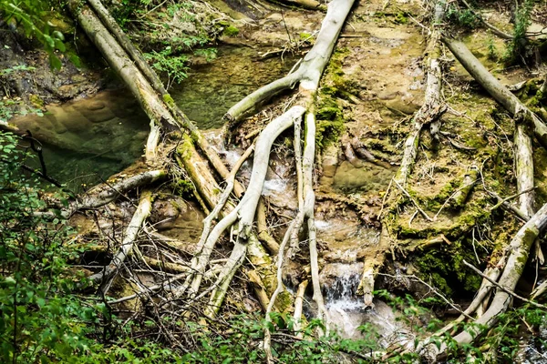 Paisagem Outono Leito Rio Parque Nacional Cheile Nerei Beusnita Roménia — Fotografia de Stock