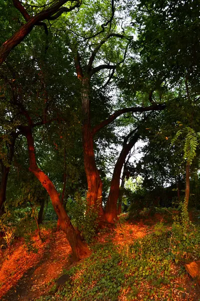 아름다운 석양으로 나무들 — 스톡 사진