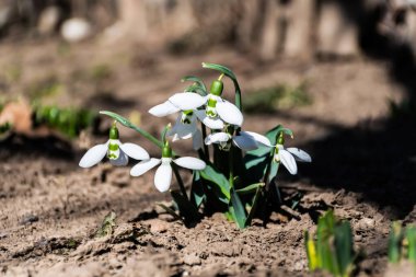 Amaryllidaceae familyasındaki Galanthus ya da kar damlası, uzun ömürlü bitkiler..