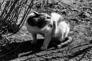 Kedi tırmalayan pireler. Kedi bahçede kendini tırmalıyor..