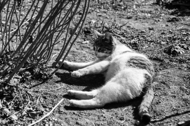 Hamile kedi yerde yatıyor ve bir yerlere bakıyor..