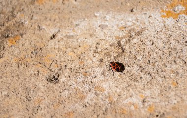 Bir kundakçı - Pyrrhocoris apterus - taş zeminde.