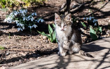Hasta kedi gözleri. Soğuk gözlerle pörtlemiş kedi yavrusu..